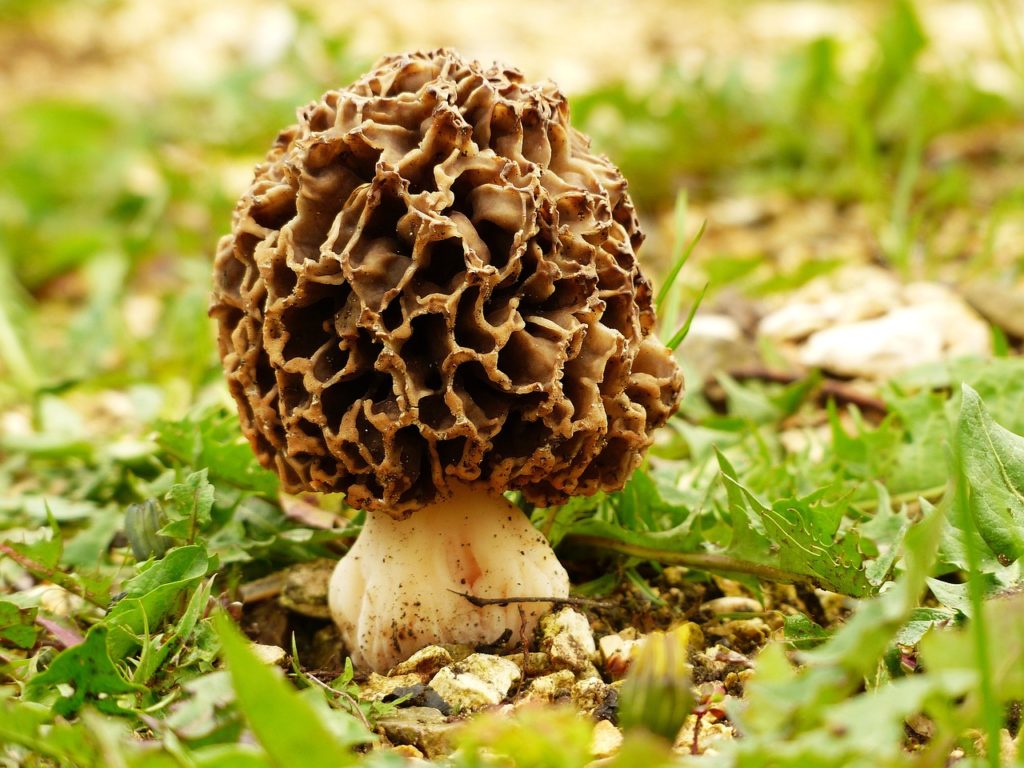morel, morkel, mushroom-1336524.jpg